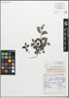 Foto von Salix myrsinifolia Salisb.